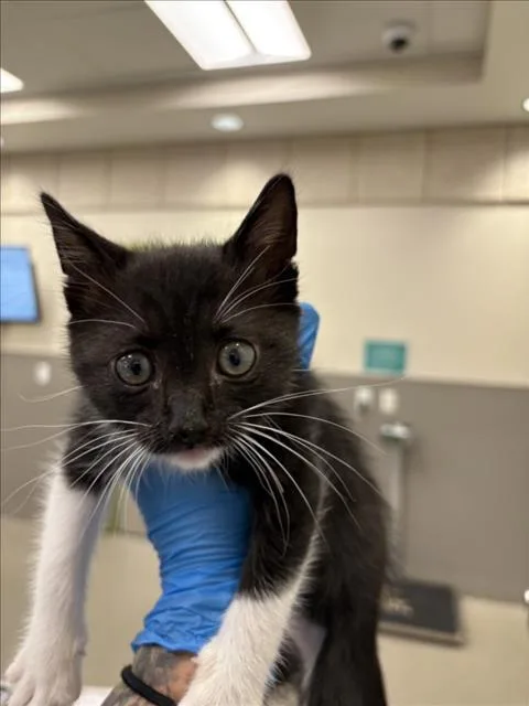A baby small-sized female Domestic Short Hair cat named Addie for adoption in Las Vegas, NV