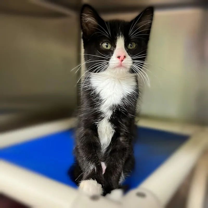 An adult large-sized female Black Domestic Short Hair cat named Taffy for adoption in Springfield, IL