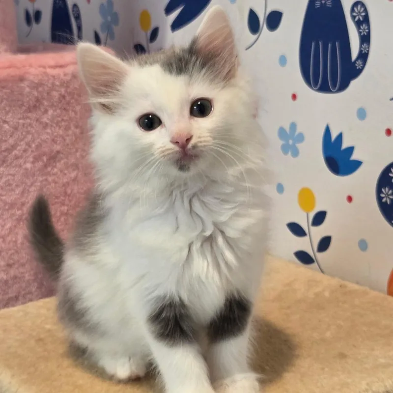 A baby small-sized female Gray / Blue / Silver Domestic Long Hair cat named Eagle When She Flies for adoption in Fredericksburg, VA