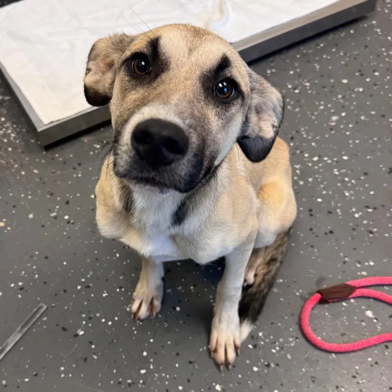 A young medium-sized female White / Cream Mixed Breed dog named Olivia Rodrigo for adoption in Columbiana, AL