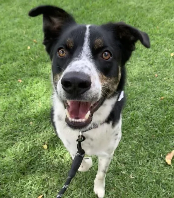 Arlo thumbnail 2