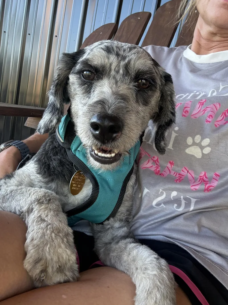 A young medium-sized male Merle (Blue) Aussiedoodle dog named Fritz for adoption in Hatfield, PA