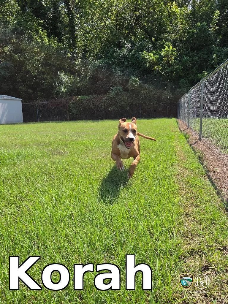 Korah