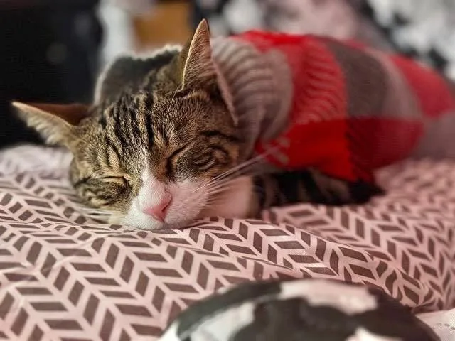 A young large-sized male Domestic Short Hair cat named Milo for adoption in Ewing, NJ