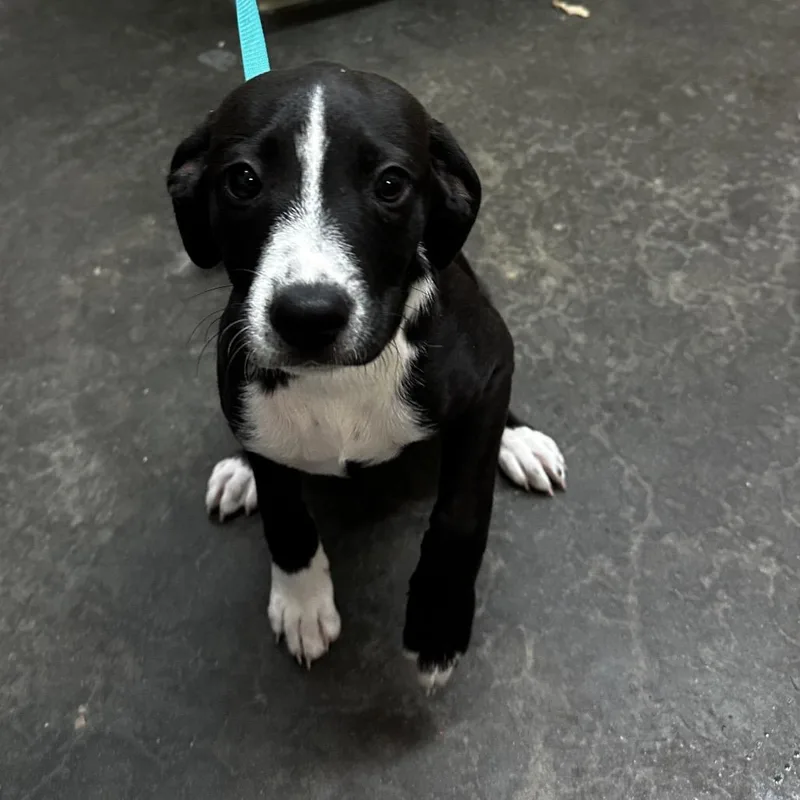 A baby small-sized male Pit Bull Terrier dog named Rosco for adoption in Evensville, TN