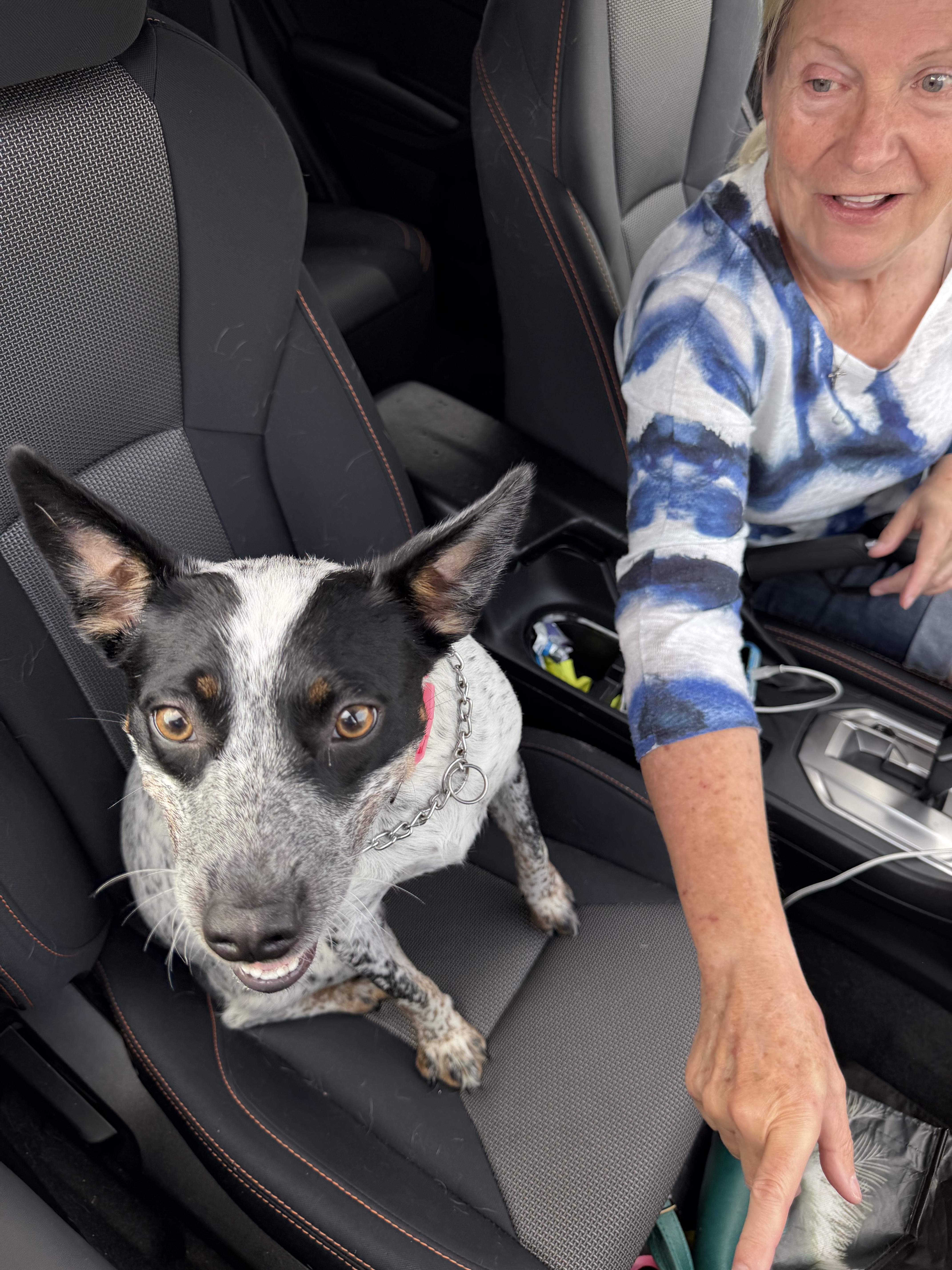 An adult medium-sized female Australian Cattle Dog / Blue Heeler dog named Bella for adoption in Watertown, CT