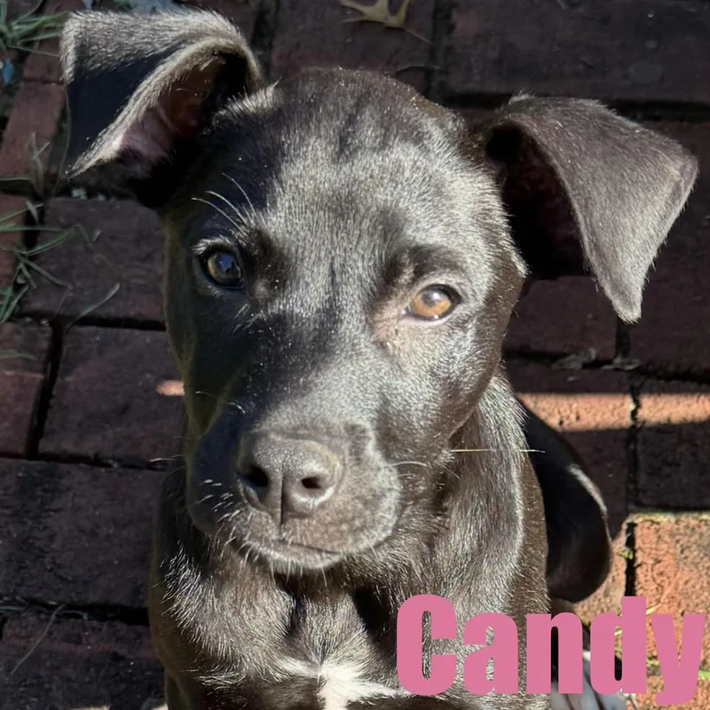 A baby medium-sized female Terrier dog named Candy for adoption in Ellicott City, MD
