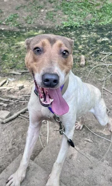 An adult medium-sized male Hound dog named Clint Eastwood for adoption in Newport, KY