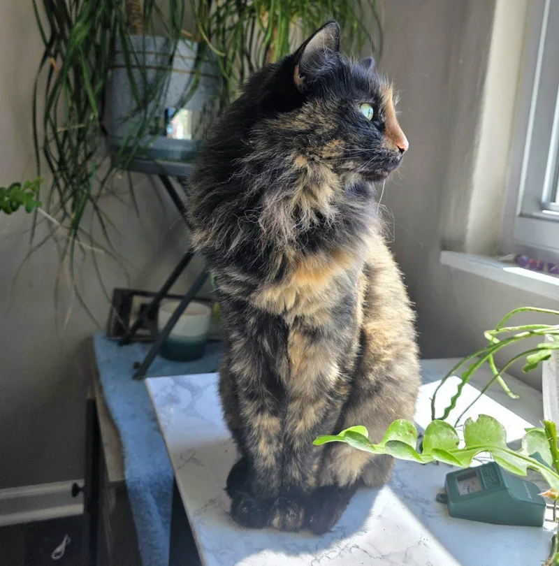 Kiki