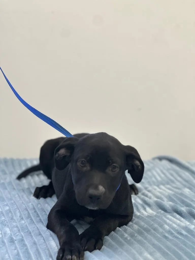 A baby medium-sized male Labrador Retriever dog named Victor for adoption in Cambridge, MD