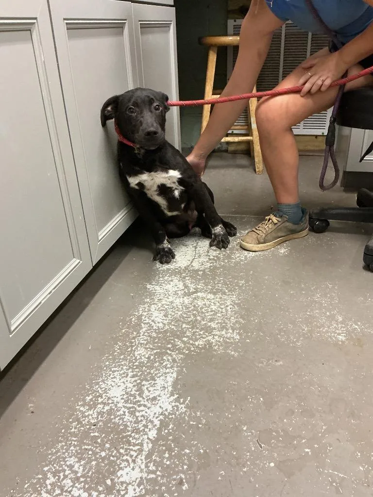 A baby medium-sized male Pit Bull Terrier dog named Gator for adoption in Dyersburg, TN