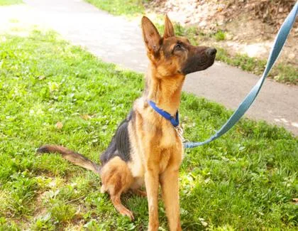 An adult small-sized female Mixed Breed dog named Meredith for adoption in West Chester, PA