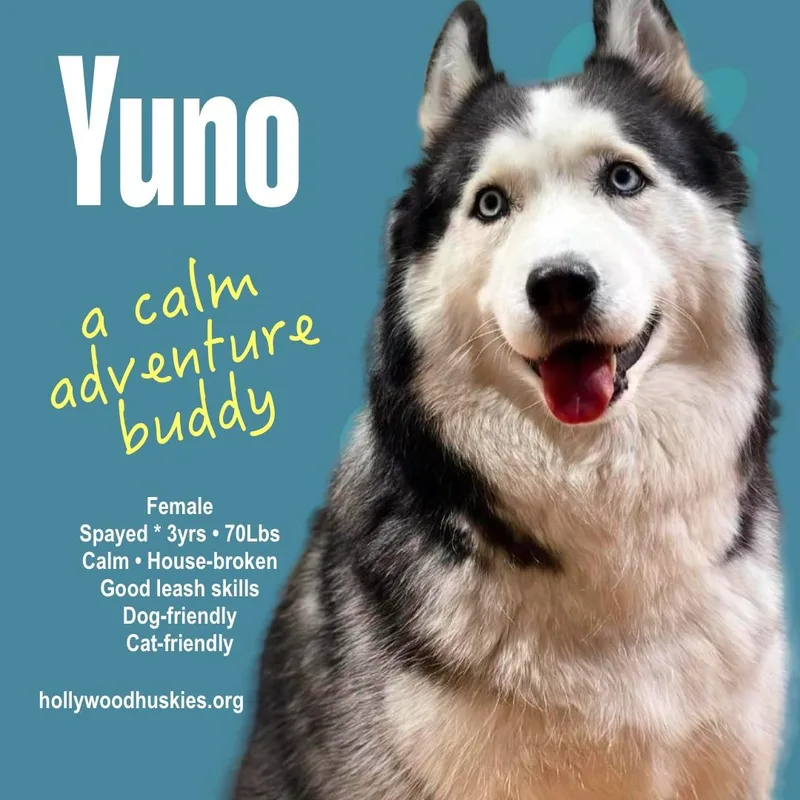 An adult large-sized female Bicolor Siberian Husky dog named Yuno for adoption in Studio City, CA