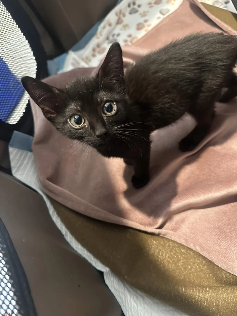 A baby small-sized female Black American Shorthair cat named Kiki & Jiji for adoption in Florham Park, NJ