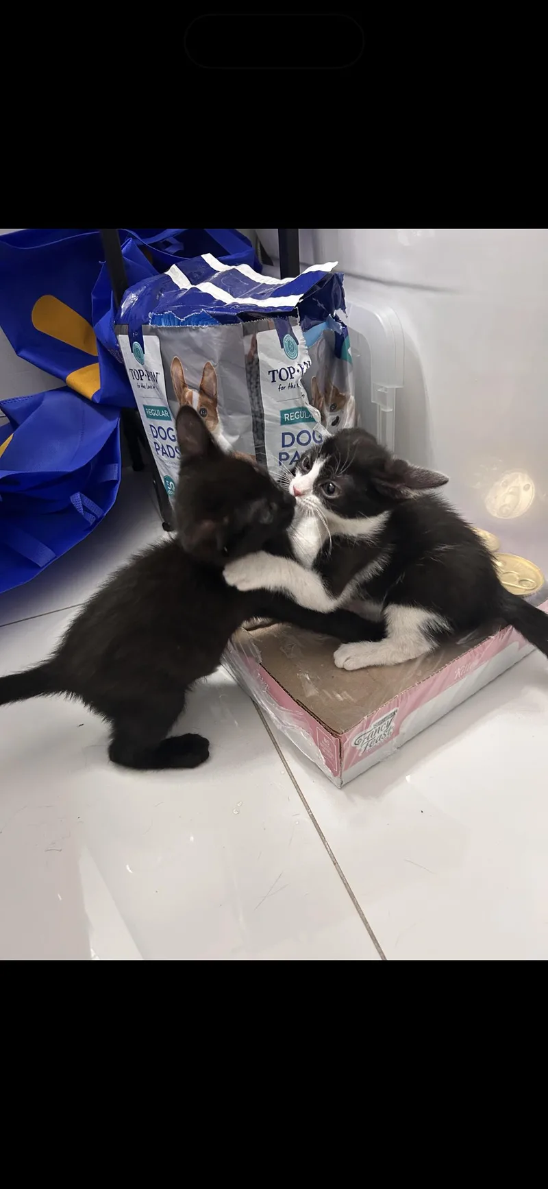 Kiki & Jiji thumbnail 2