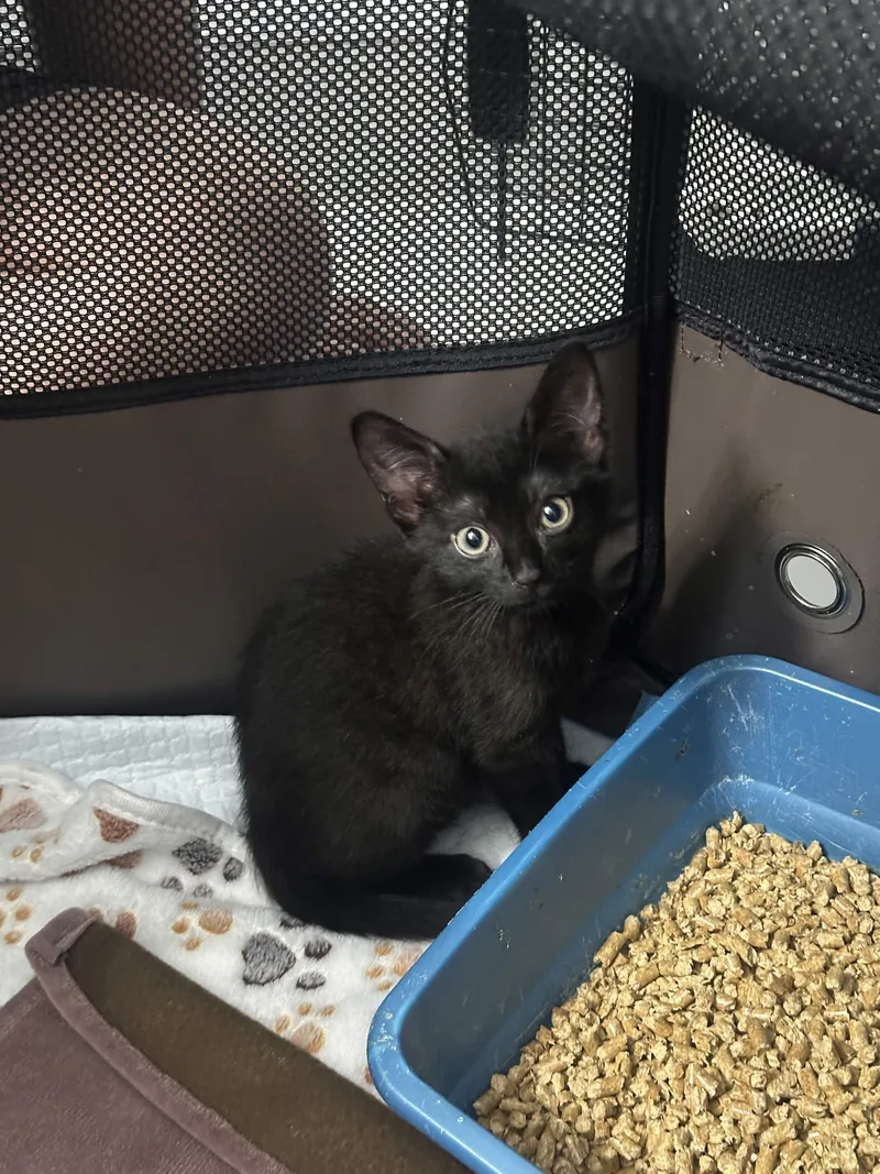 Kiki & Jiji thumbnail 4