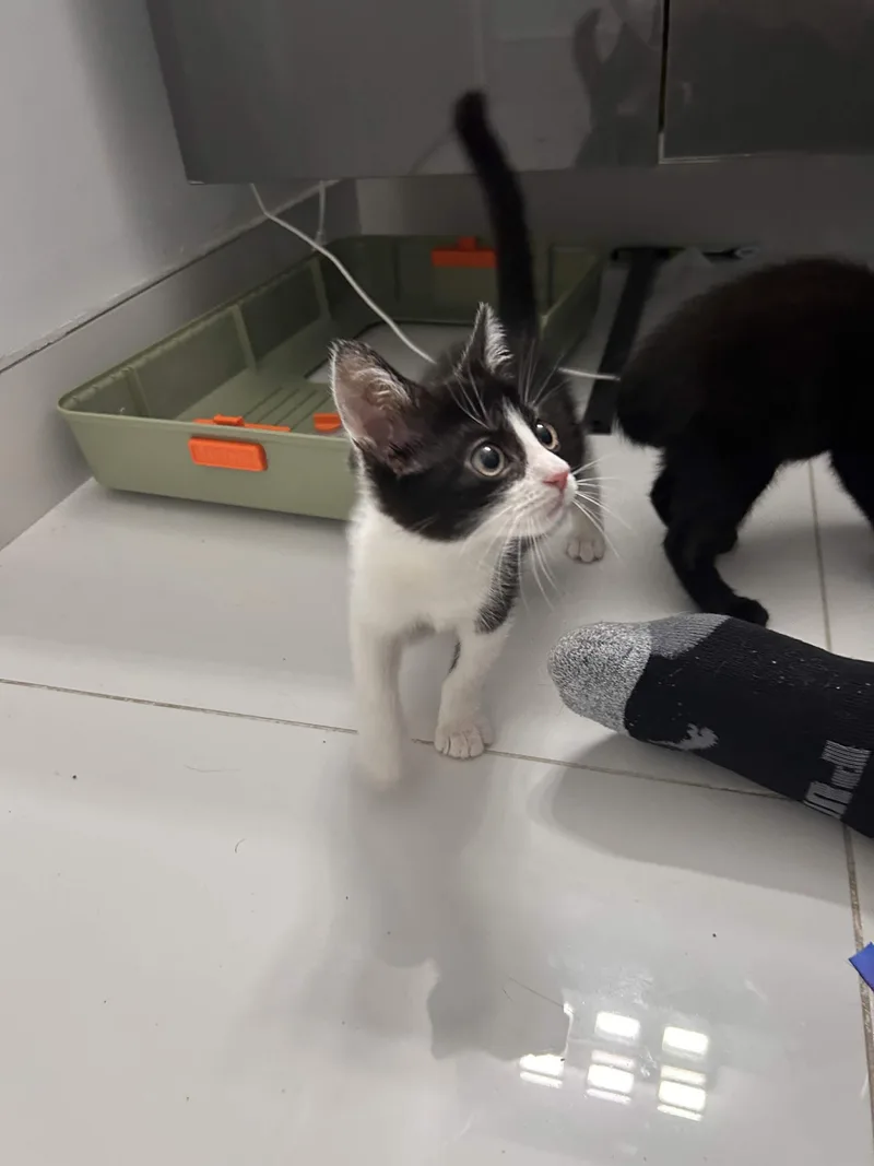 Kiki & Jiji thumbnail 5