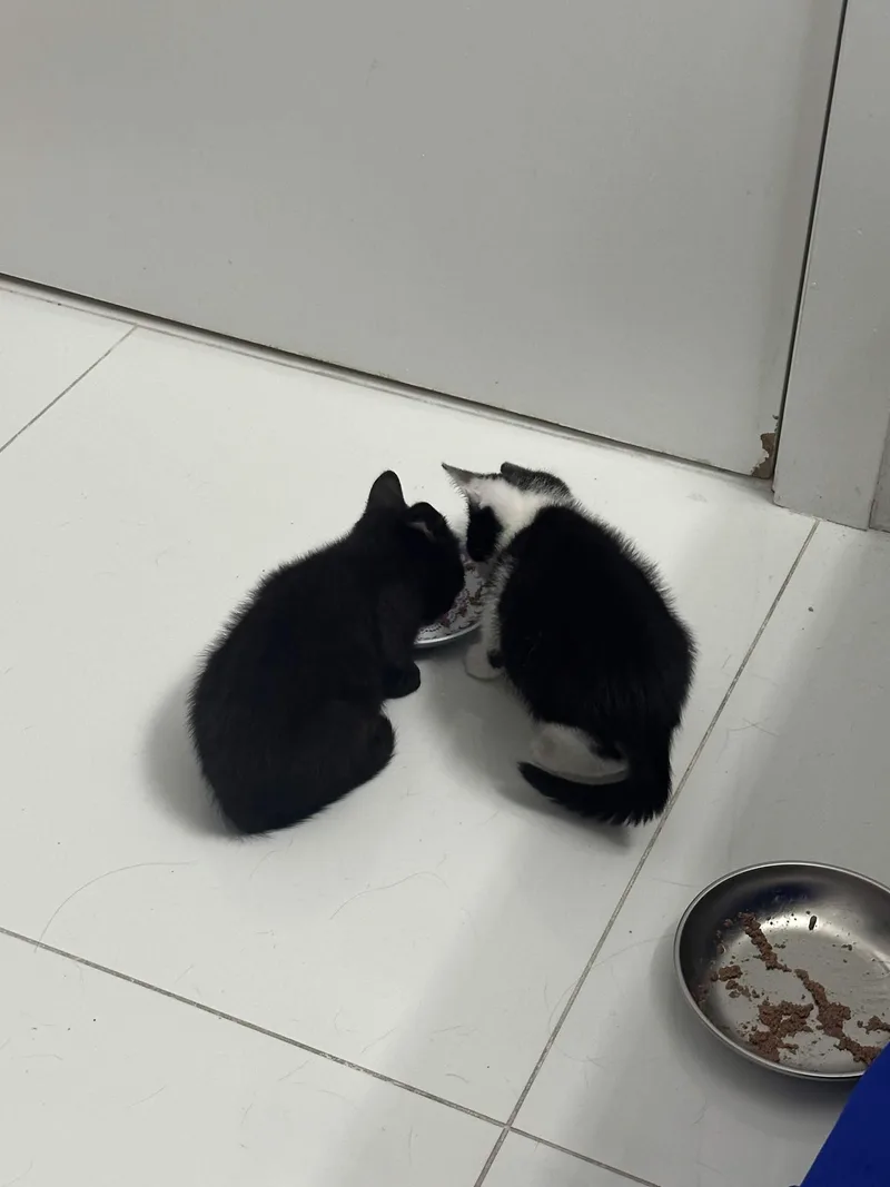 Kiki & Jiji thumbnail 6
