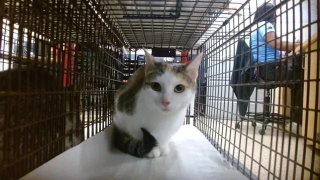 A young small-sized female Domestic Short Hair cat named Kenny for adoption in Miami, FL