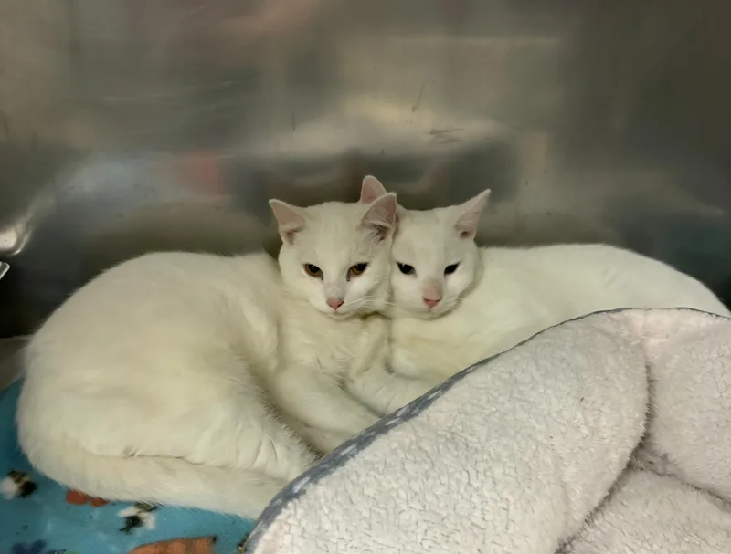 A young medium-sized female White Domestic Short Hair cat named Beluga and Narwhal for adoption in Clayton, NJ