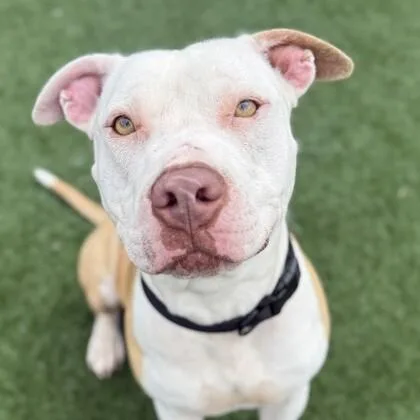 An adult medium-sized male American Staffordshire Terrier dog named Daniel Tiger for adoption in Houston, TX