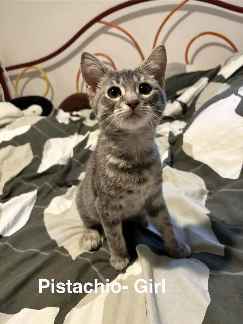 A baby medium-sized female Tabby cat named Pistachio for adoption in Maywood, IL