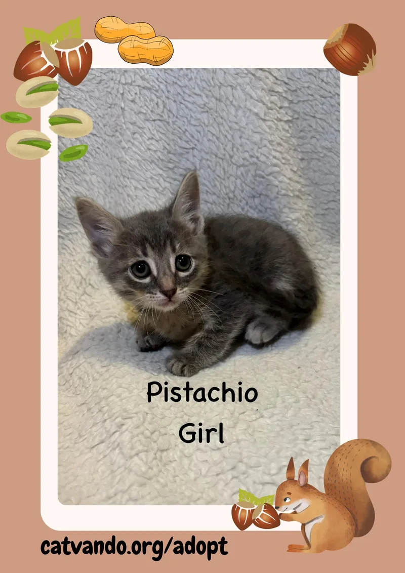 Pistachio thumbnail 2
