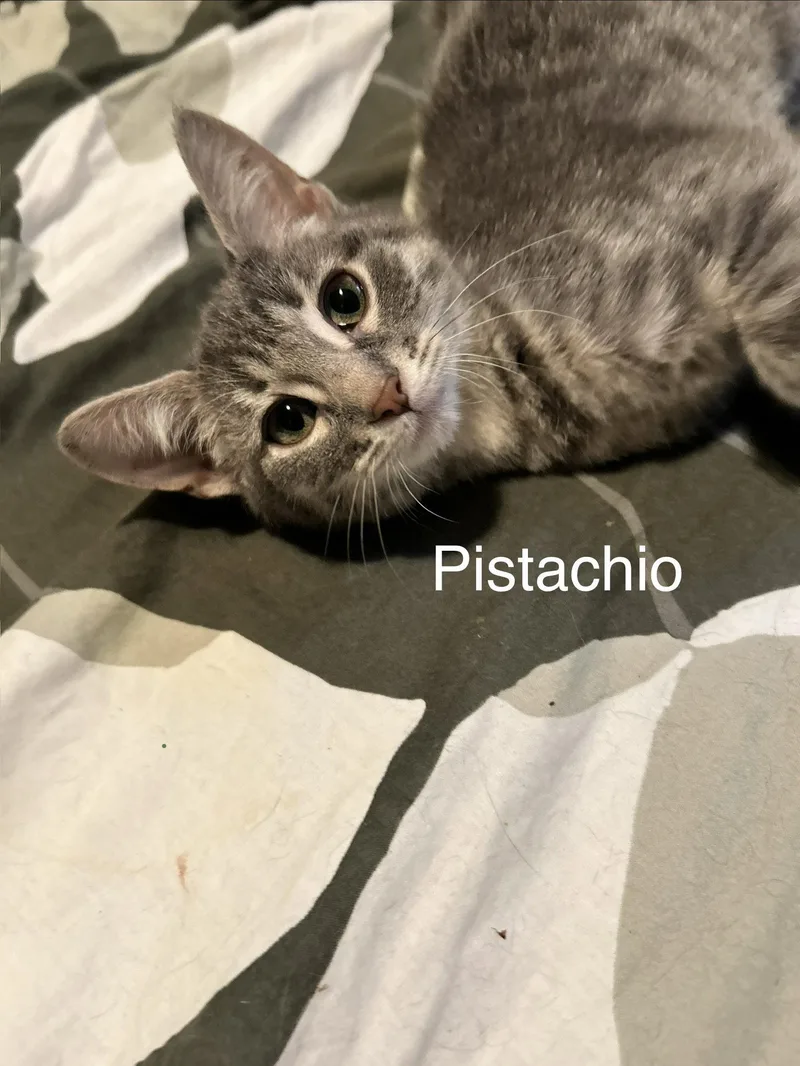 Pistachio thumbnail 3