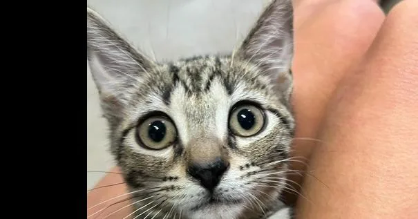 A baby small-sized male Tabby (Brown / Chocolate) Domestic Short Hair cat named Meowington for adoption in Anoka, MN