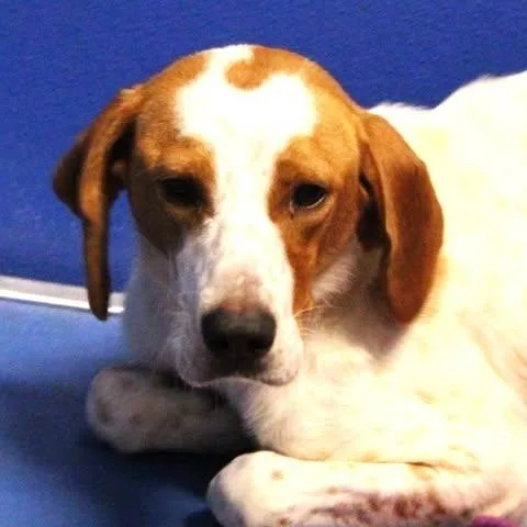 An adult medium-sized female White / Cream Hound dog named Joffrey for adoption in Fredericksburg, VA