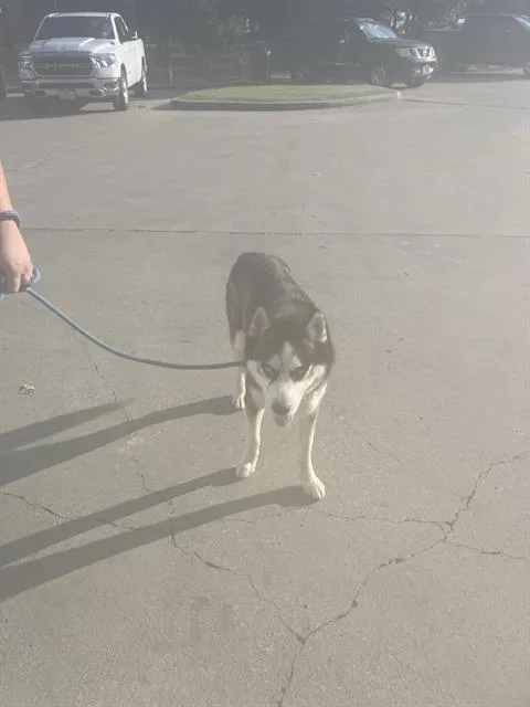 A young large-sized male Mixed Breed dog named Blue for adoption in Dallas, TX
