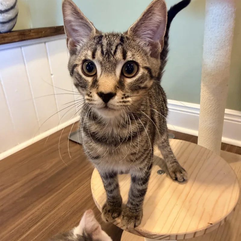 A baby small-sized male Tabby (Brown / Chocolate) Domestic Short Hair cat named Azriel for adoption in Bellmawr, NJ