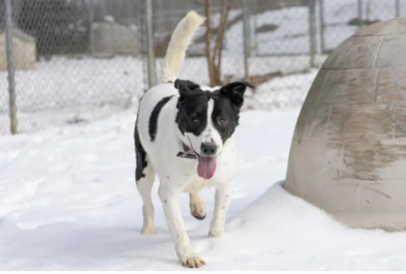 An adult medium-sized male Black Mixed Breed dog named Stanford for adoption in Terre Haute, IN
