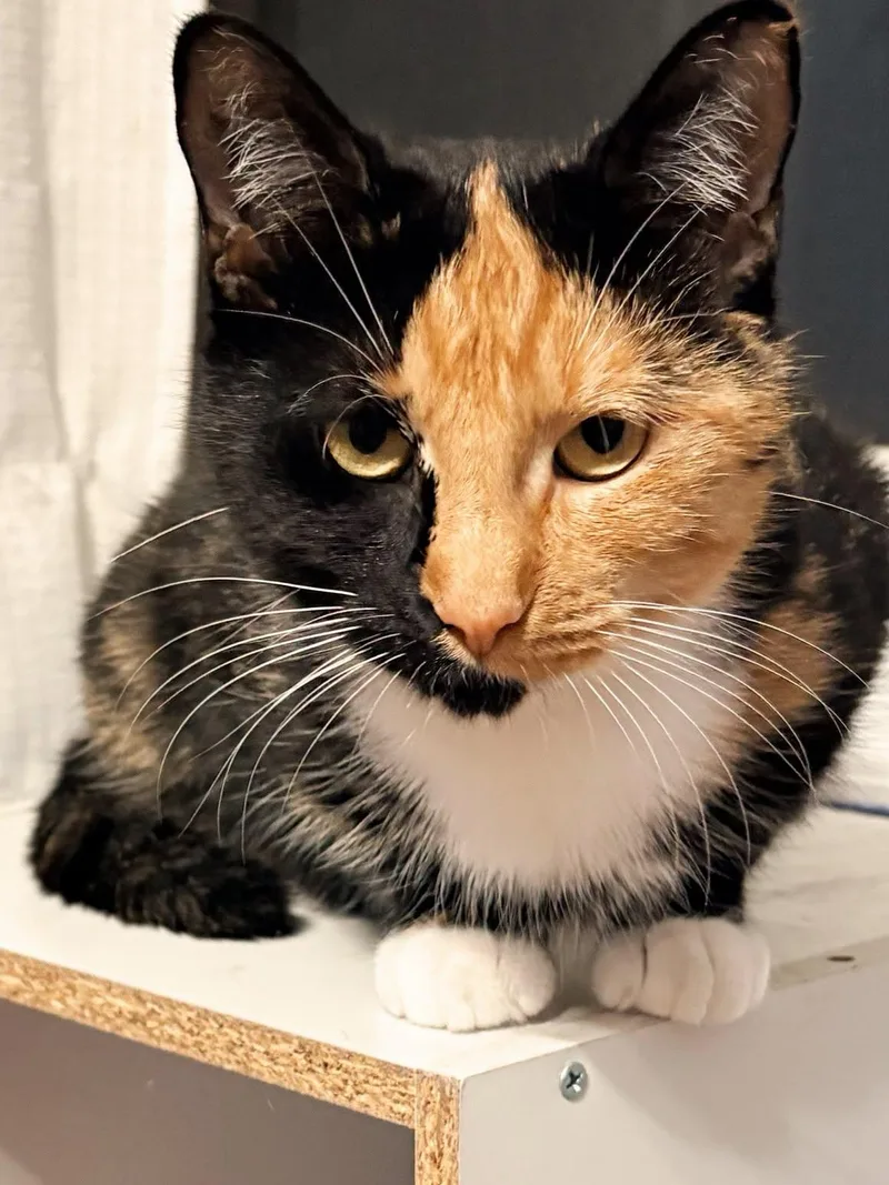 An adult medium-sized female Calico Domestic Short Hair cat named Dolly for adoption in Lincoln Park, NJ