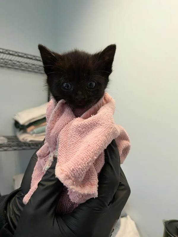 A baby small-sized female Domestic Short Hair cat named Way for adoption in Oceanside, CA