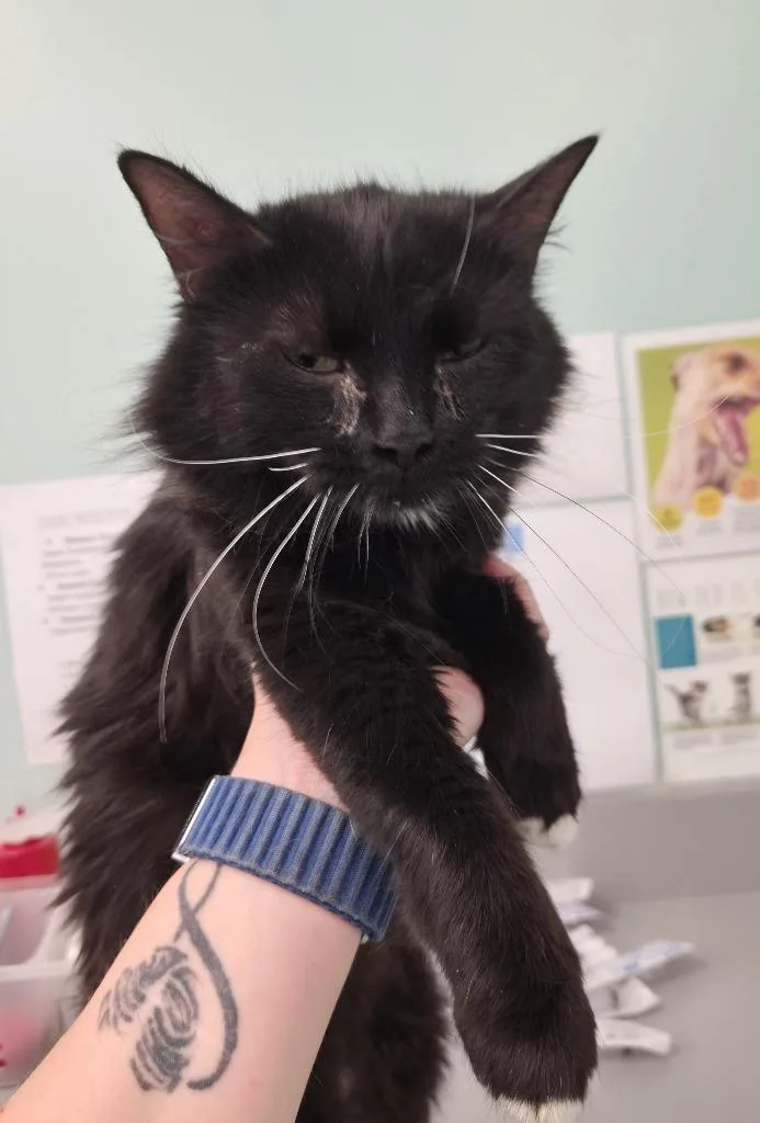 A young medium-sized female Domestic Medium Hair cat named Cruella for adoption in Athens, TN