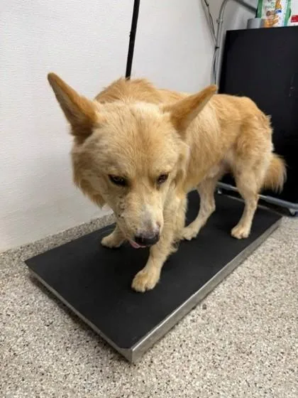 Fennec