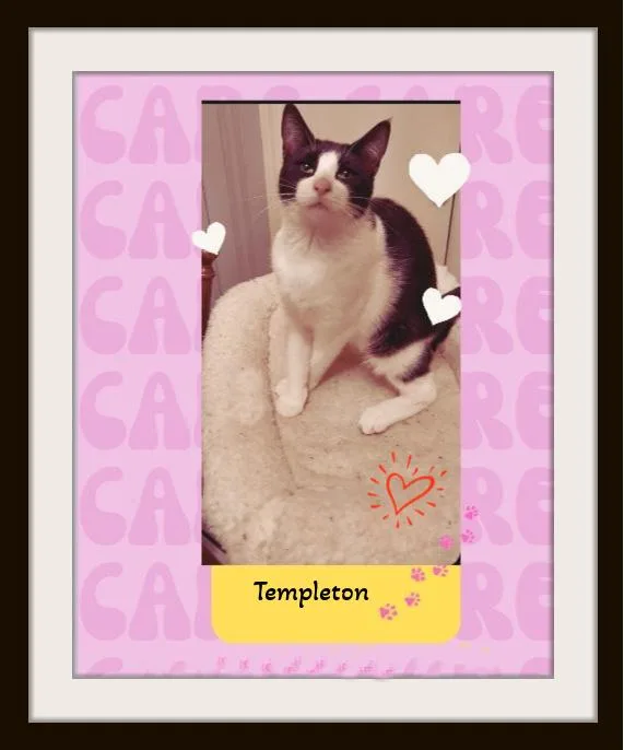 Charlotte & Templeton 