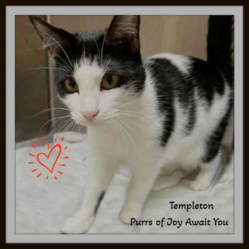 Charlotte & Templeton  thumbnail 2