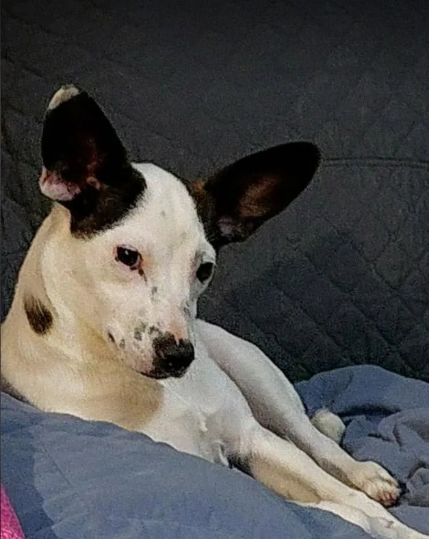 A baby small-sized female Chihuahua dog named Glandis In Tx for adoption in Cranston, RI