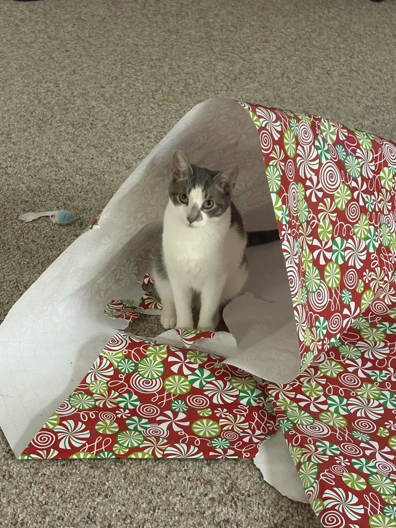 Katrina & Jeffrey thumbnail 4