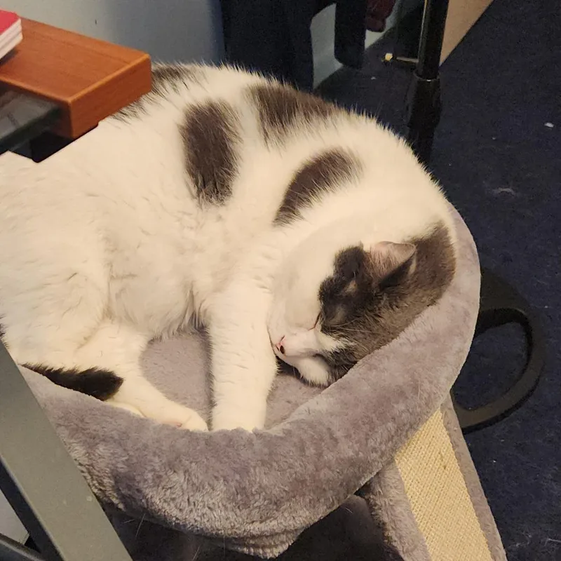 A senior large-sized male White Domestic Short Hair cat named Tiger for adoption in Novelty, OH