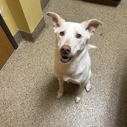 An adult medium-sized female Siberian Husky dog named Shasta for adoption in Merriam, KS