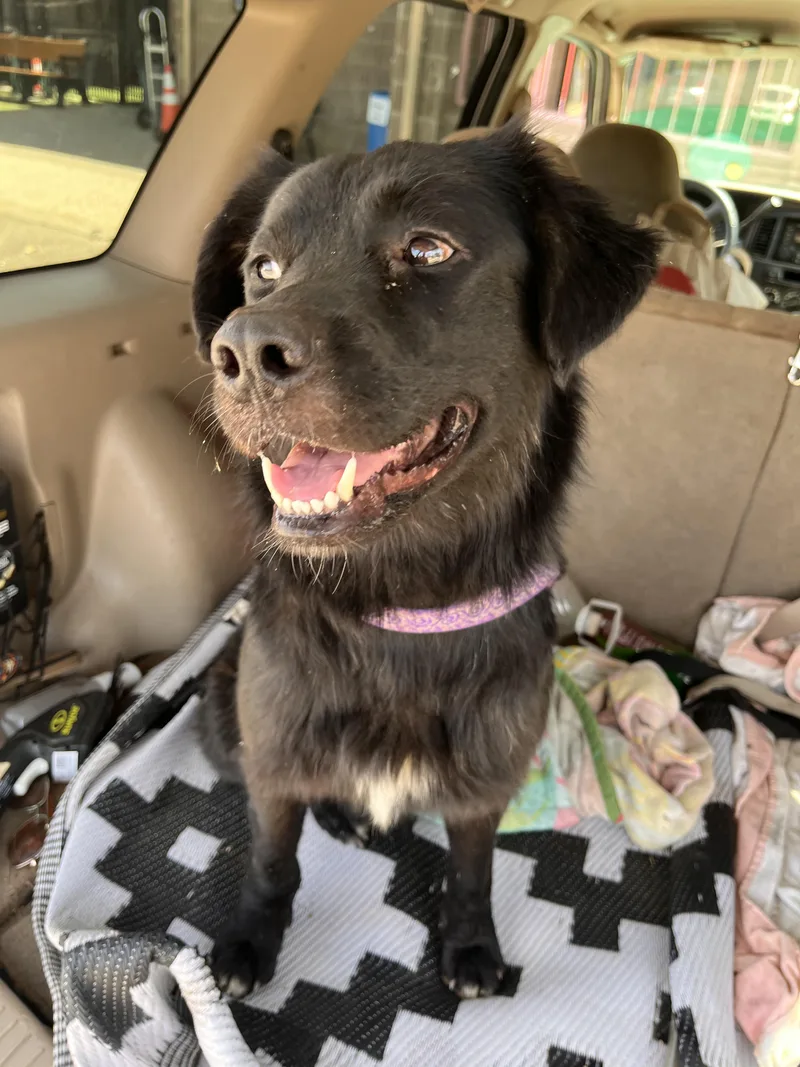 An adult medium-sized female Australian Shepherd dog named Jazz for adoption in Grass Valley, CA