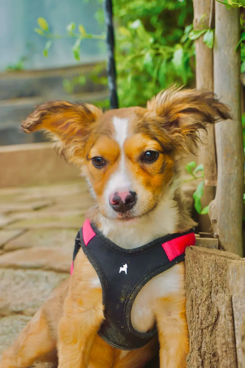 A baby medium-sized female Australian Shepherd dog named Oatmeal for adoption in San Diego, CA