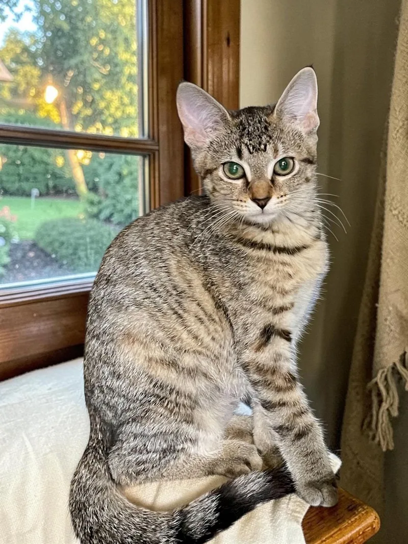 A baby medium-sized female Domestic Short Hair cat named Piper for adoption in Champaign, IL