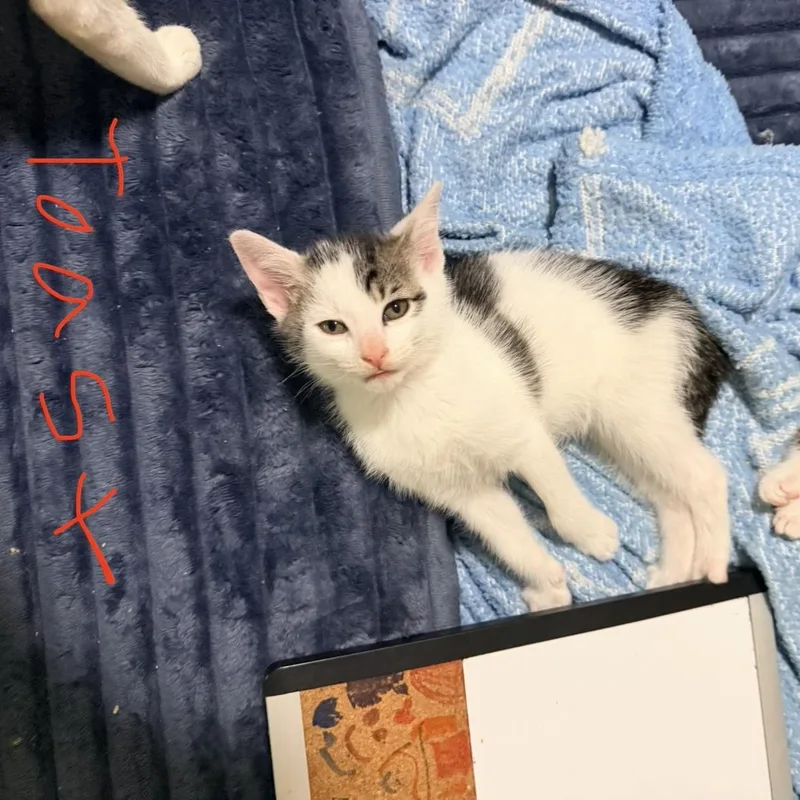 A baby medium-sized female American Shorthair cat named Muffins Bakery Bunch for adoption in Port Saint Lucie, FL