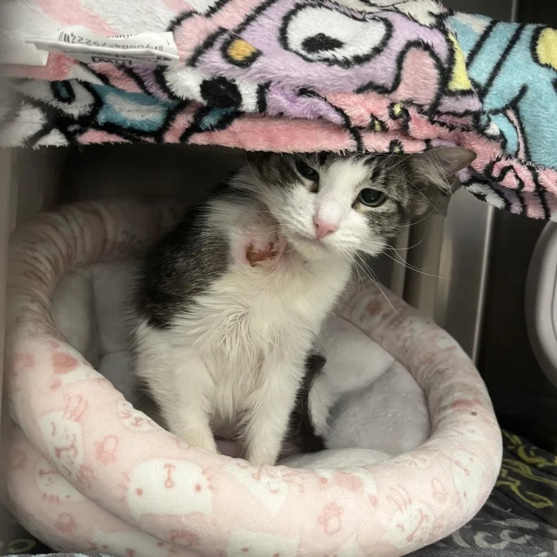 A young medium-sized female Brown / Chocolate Domestic Medium Hair cat named Sadie for adoption in Brockton, MA