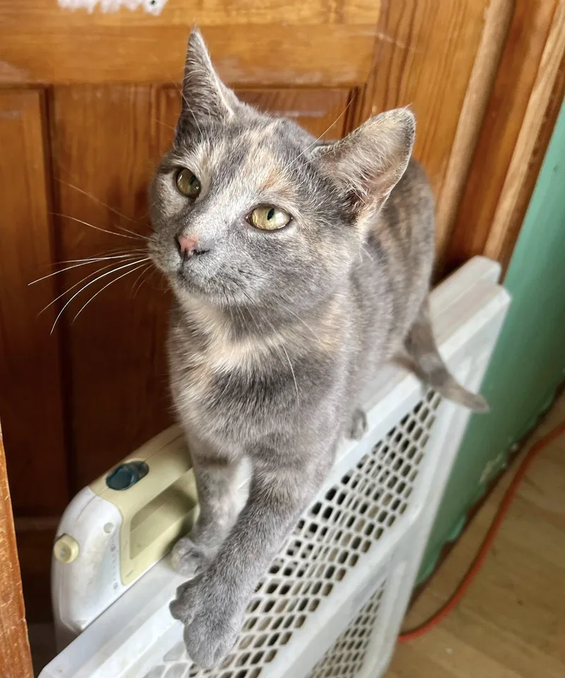 Tiramisu thumbnail 2