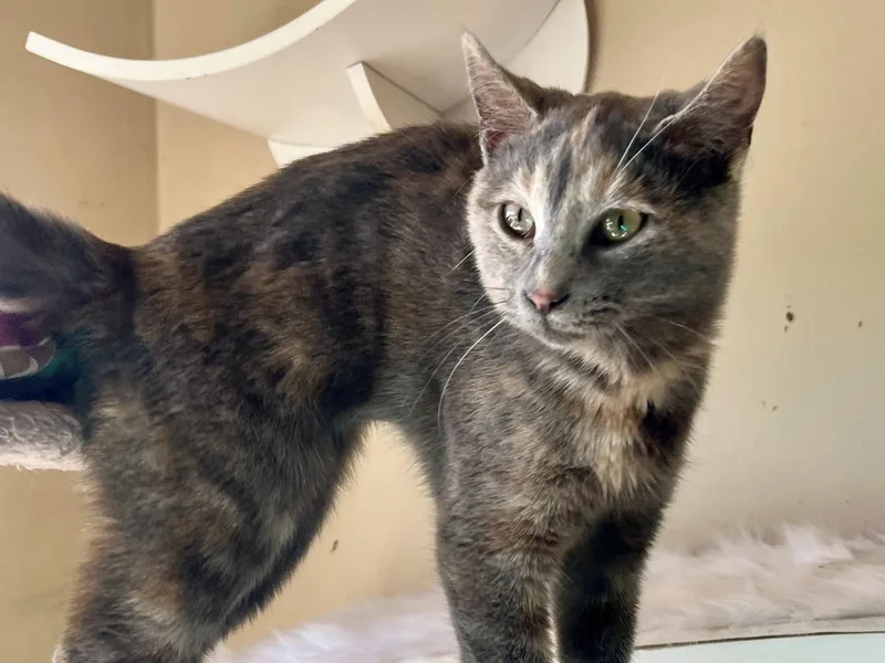 Tiramisu thumbnail 3